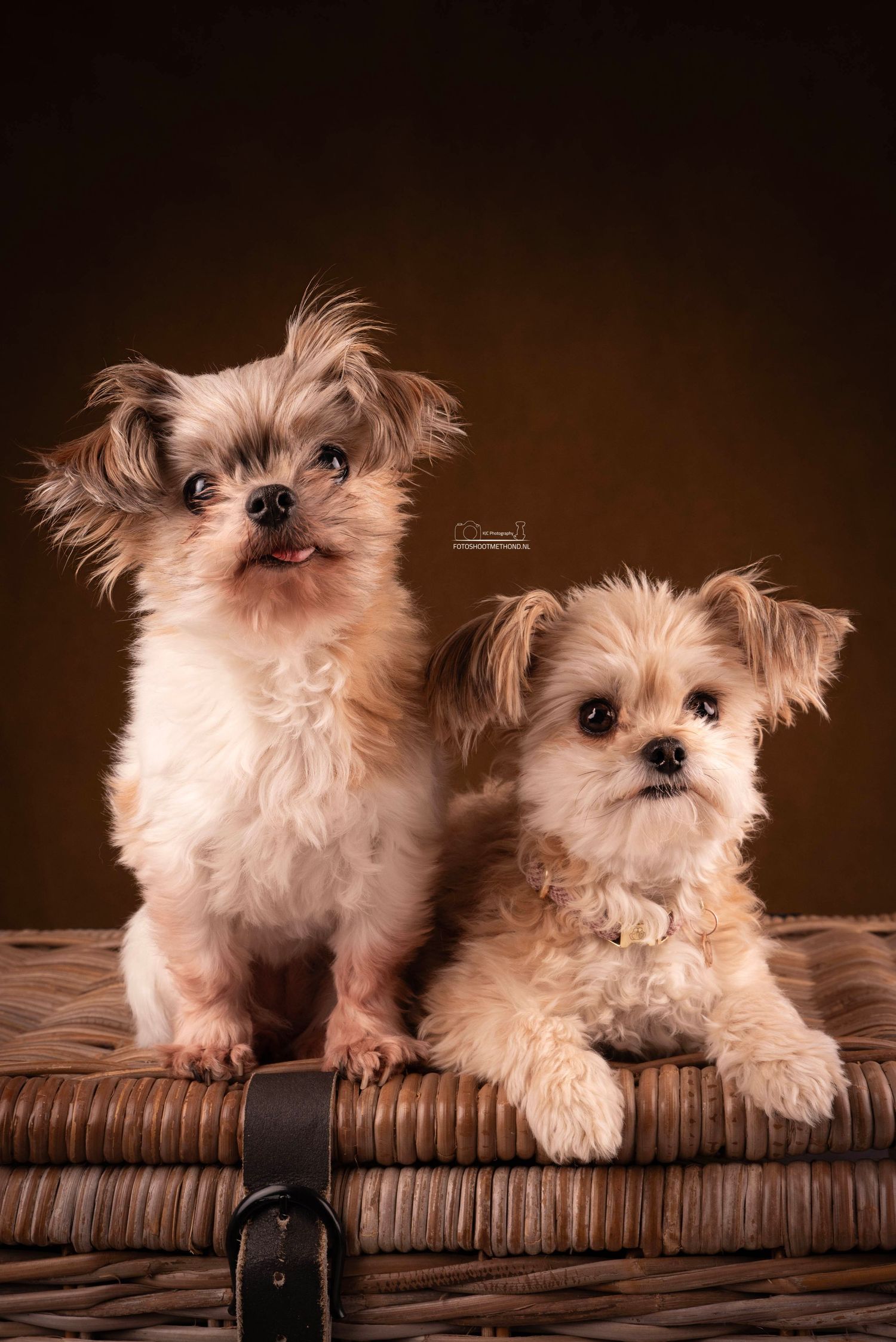 Twee honden samen vastgelegd in fine art studioportret