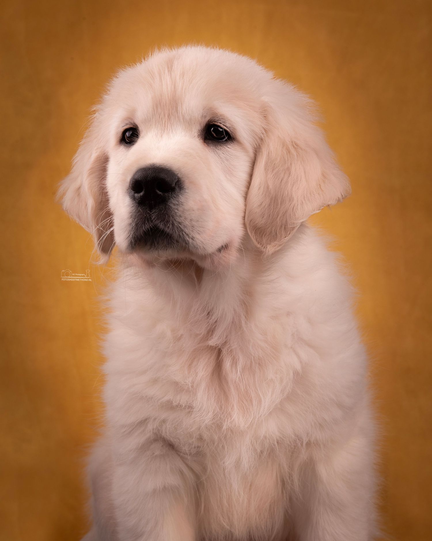 Vertederend puppyportret tegen een gele achtergrond, gemaakt in de studio in de Achterhoek