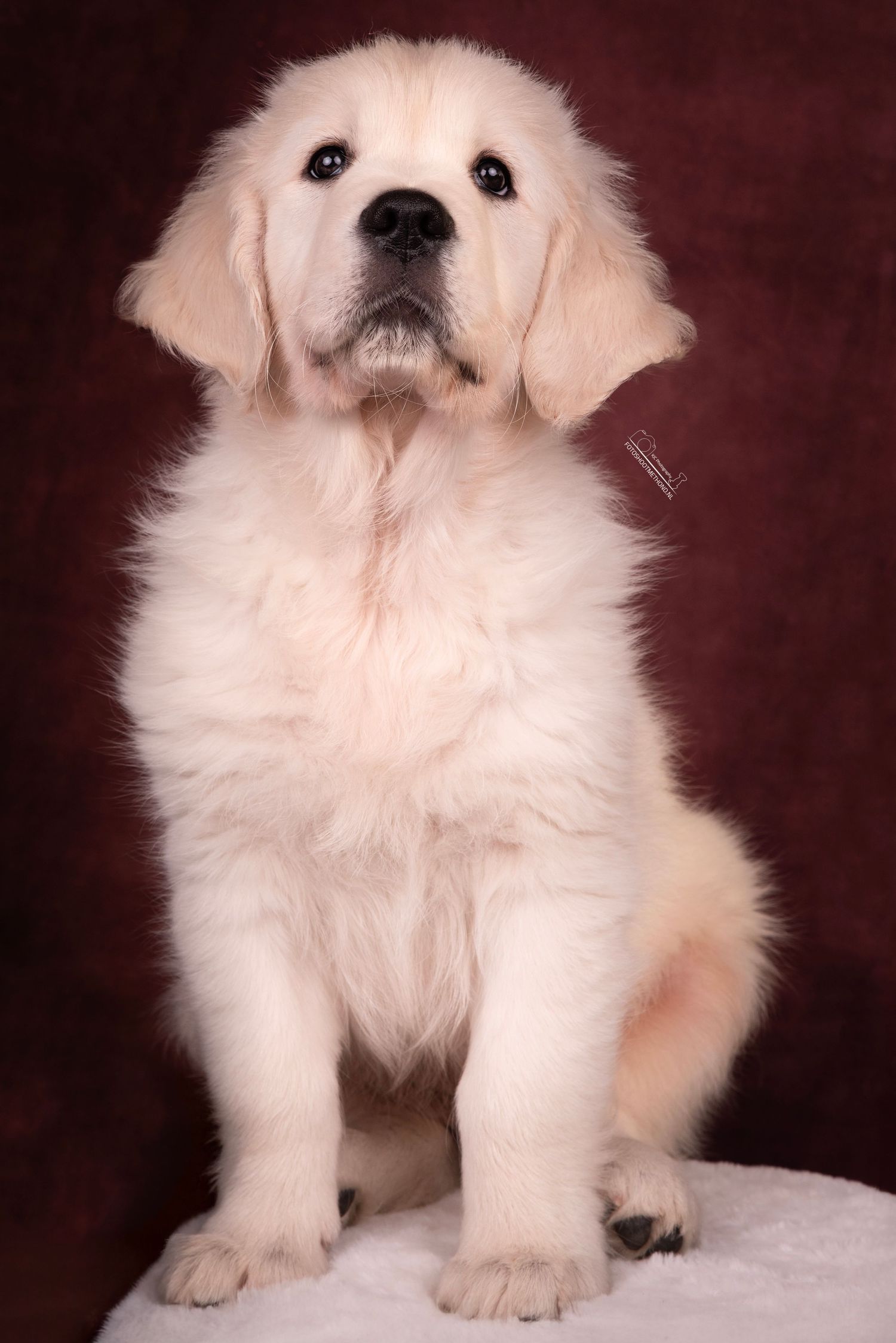 Portret van een trotse puppy tegen een bordeaux rode achtergrond, gemaakt in de studio in de Achterhoek