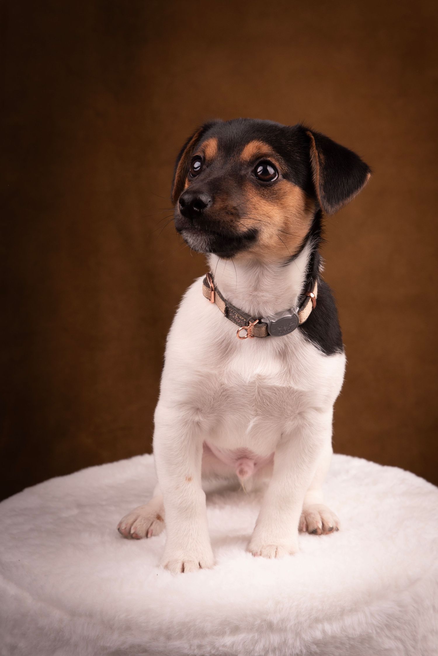 Speels portret van een Jack Russel Pup voor een leren achtergrond