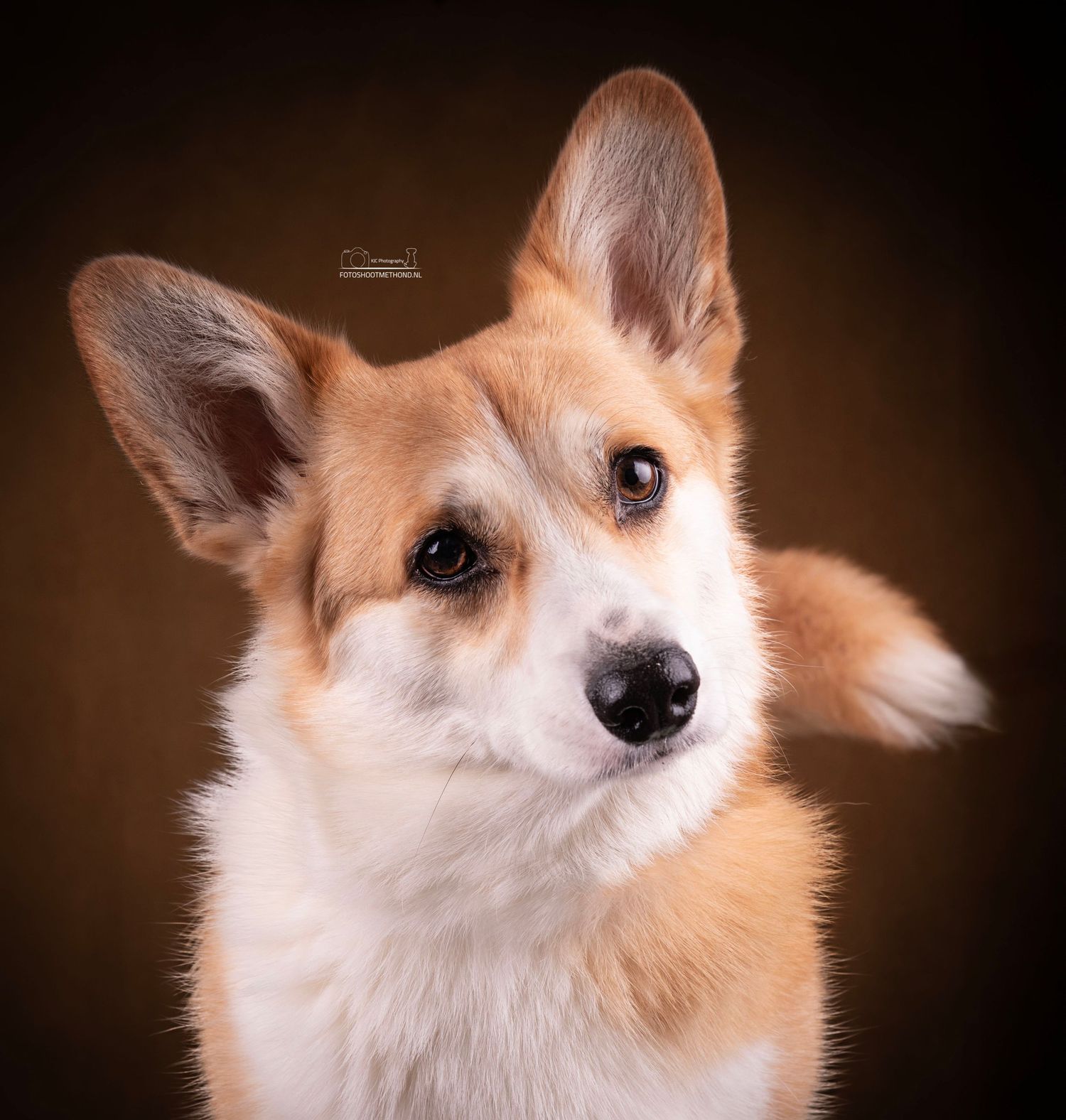 Sereen studioportret van een hond tegen een leren achtergrond