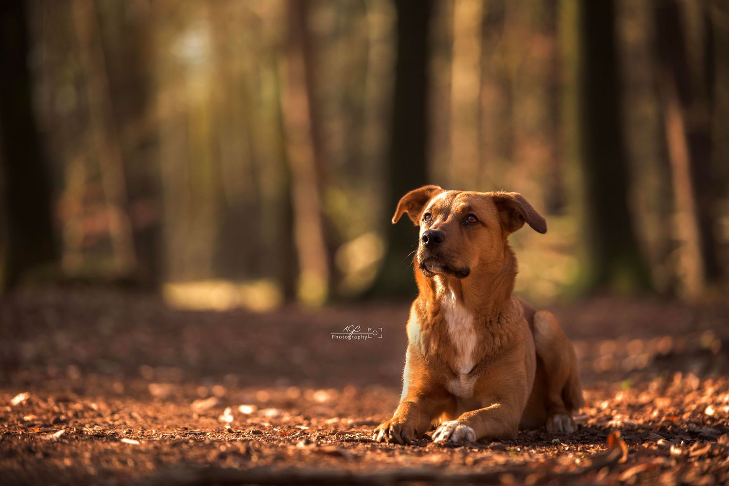 Hond ligt netjes af. Hij poseert voor de fotograaf tijdens een fotoshoot met hond in een bos in Gelderland