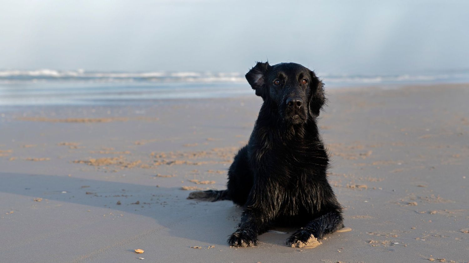 Fotoshoot met hond op strandlocatie in Zuid-Holland