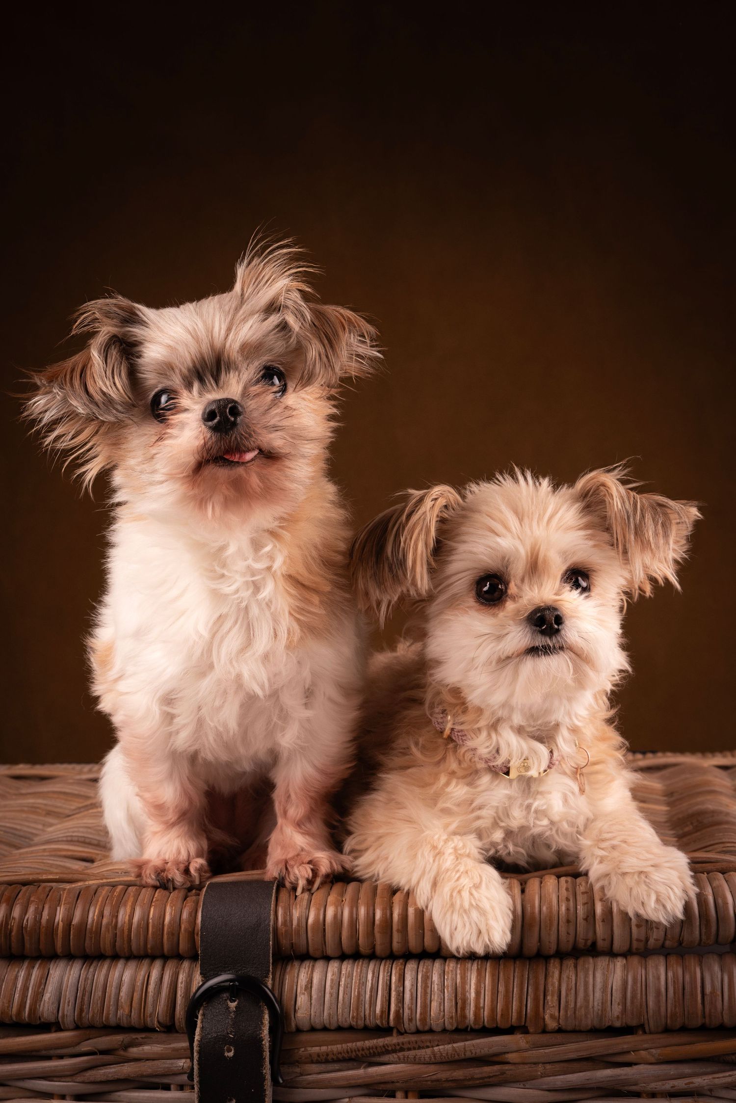 Twee hondjes poseren naast elkaar op een rieten mand, in een studio in Achterhoek. Ze poseren voor een bruine leren achtergrond