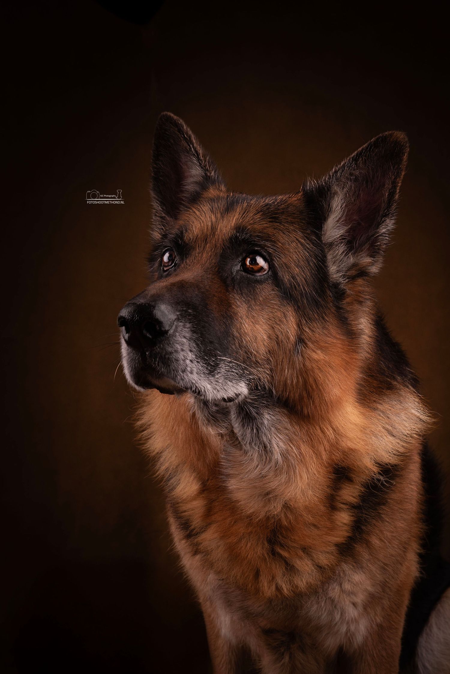 Waardig portret van een senior hond, fine art studiofotografie