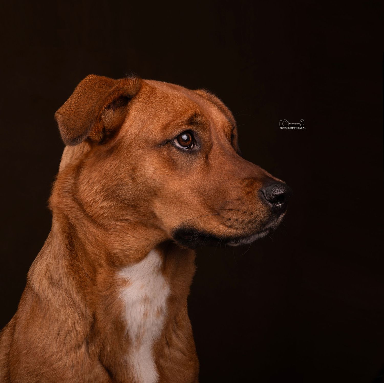 Fine art studiofotografie portret met een  bruine leren achtergrond