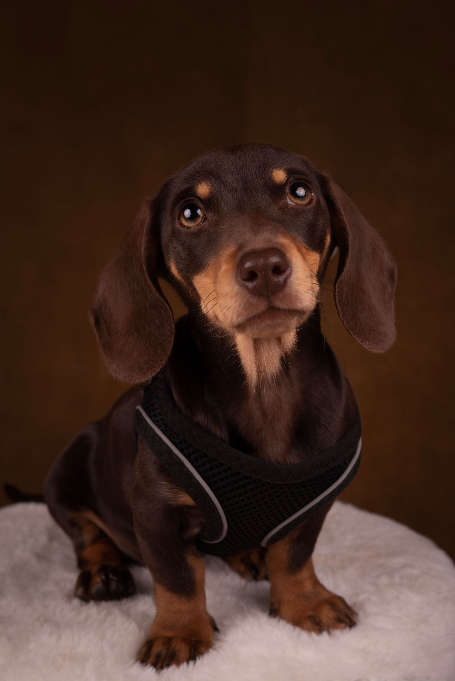 Close up van een lieve Teckel pup in de studio in Gelderland