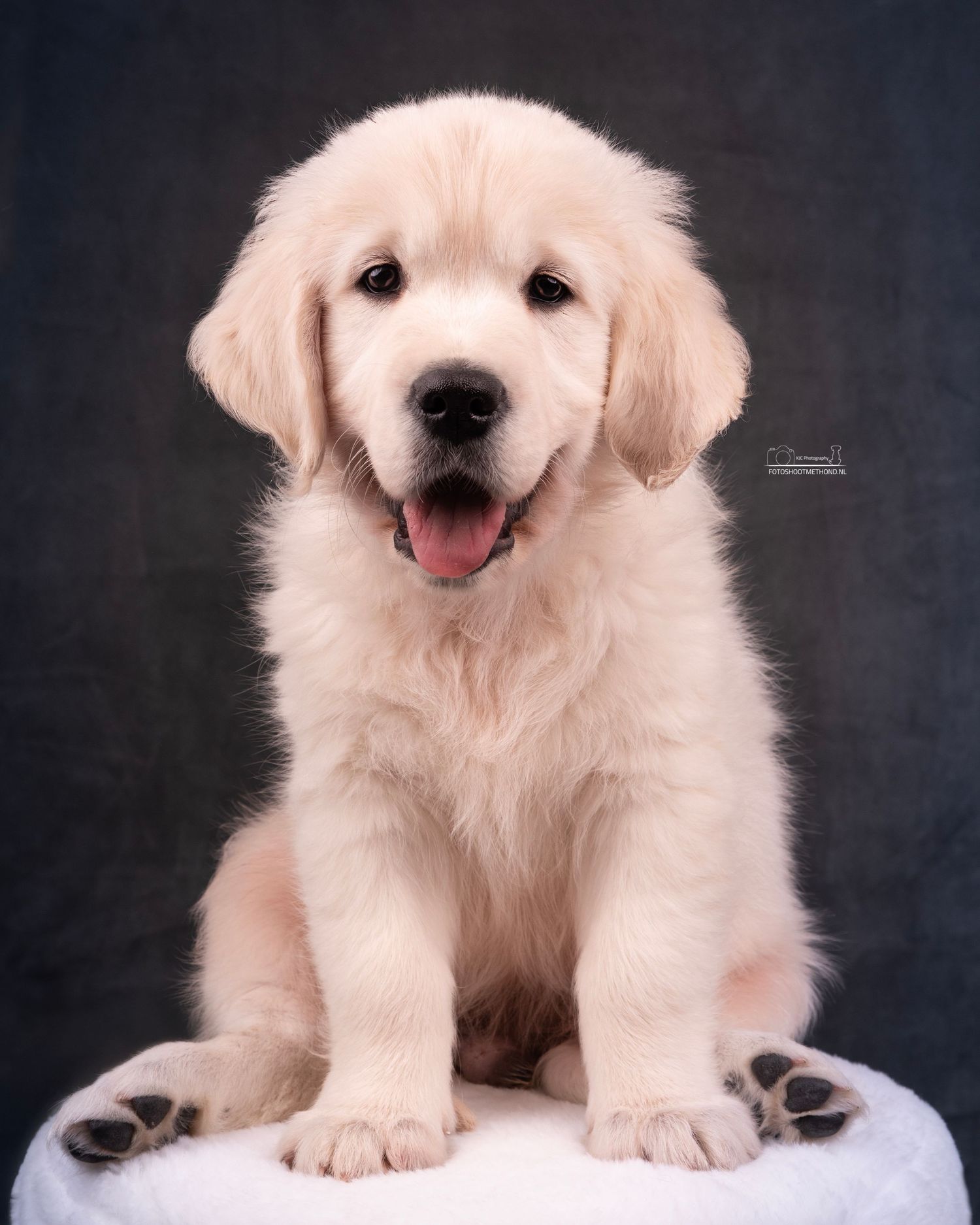 Vrolijk puppy portret tegen een leren achtergrond, gemaakt in de studio in Doetinchem, Achterhoek