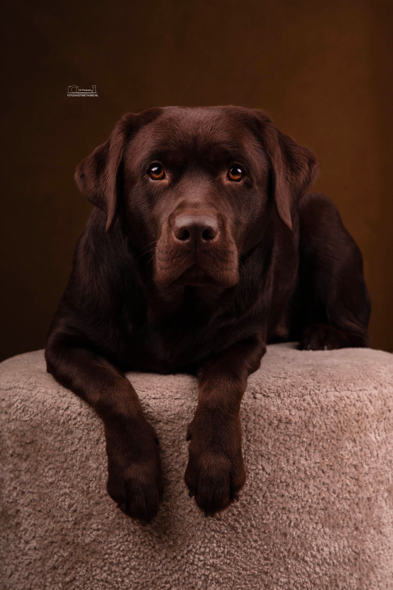 Prachtige bruine labrador vastgelegd op de foto in een fotostudio voor honden.