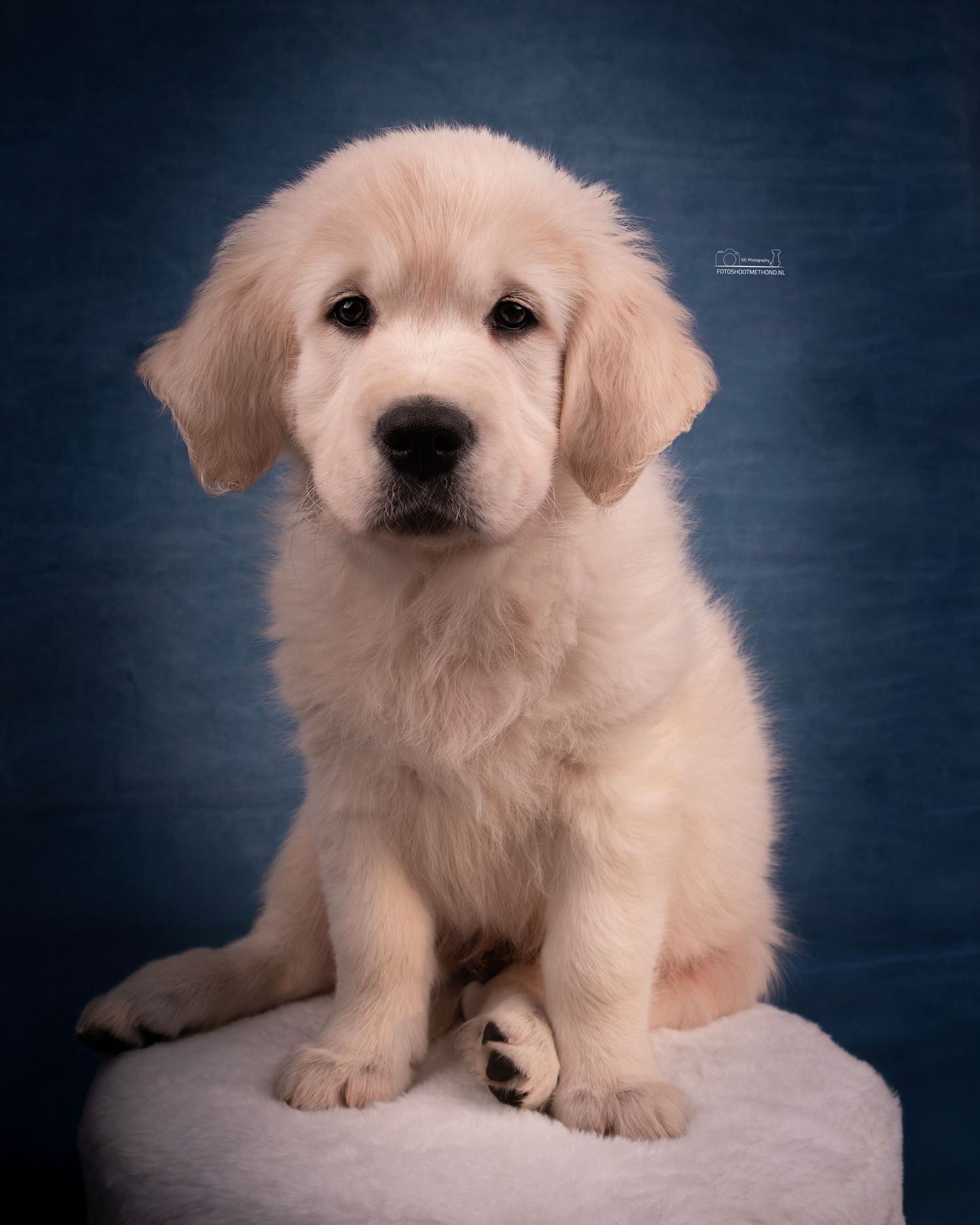 Vertederend puppyportret van een Golden Retriever tegen een blauwe leren achtergrond, gemaakt in de studio in de Achterhoek
