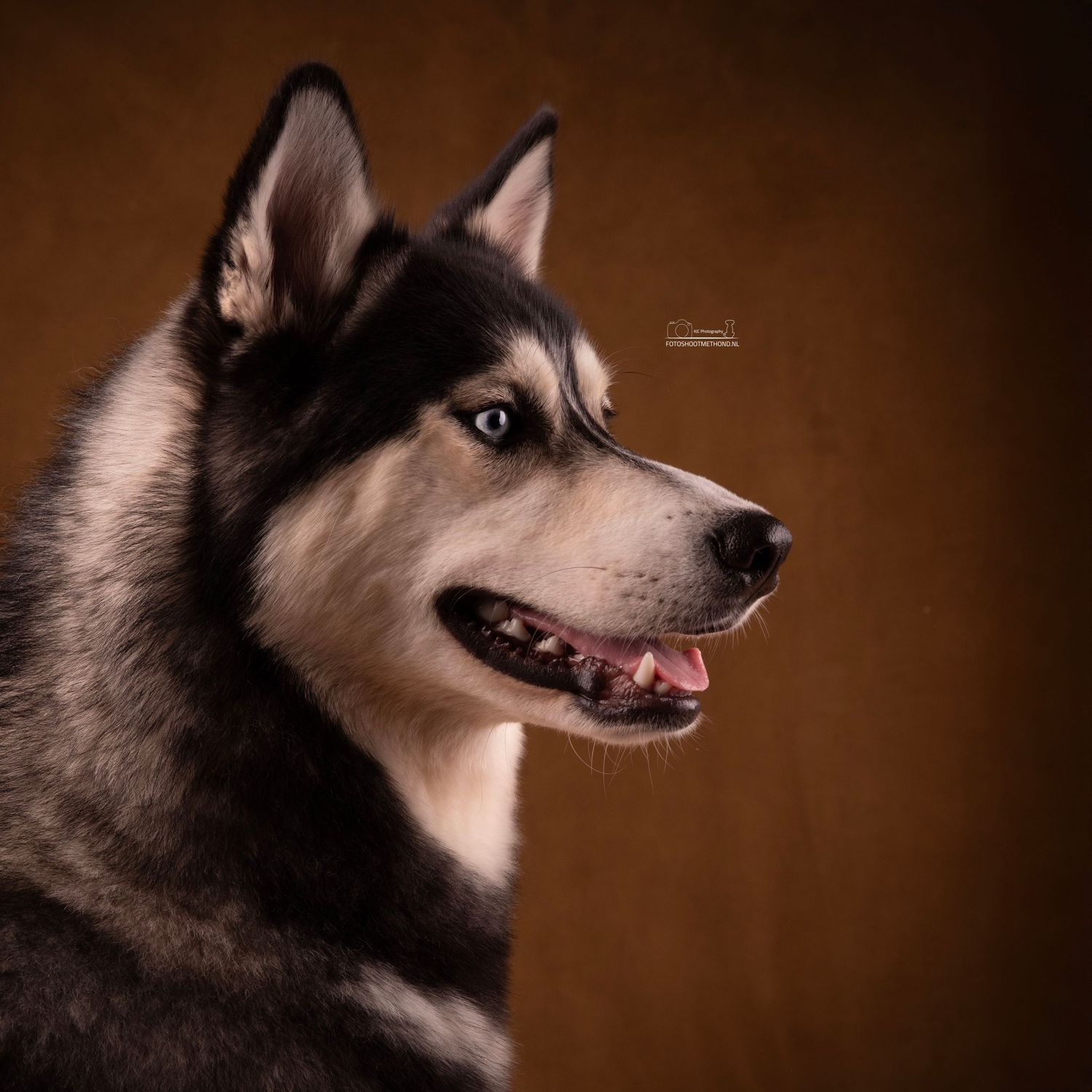 Fine art fotografie met een Husky tegen een leren achtergrond