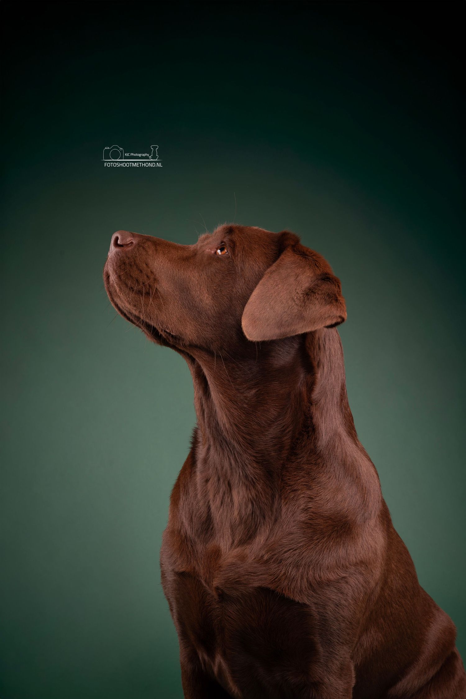 Aandoenlijk portret van een bruine labrador tegen een groene papieren achtergrond