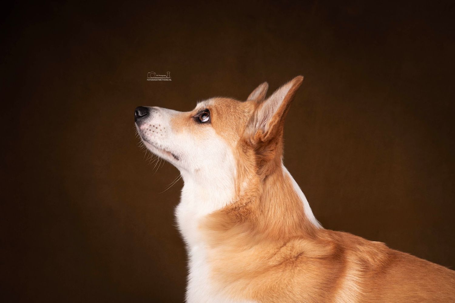 Karakteristiek zij-aanzicht van een Welsh Corgi in de studio in de Achterhoek