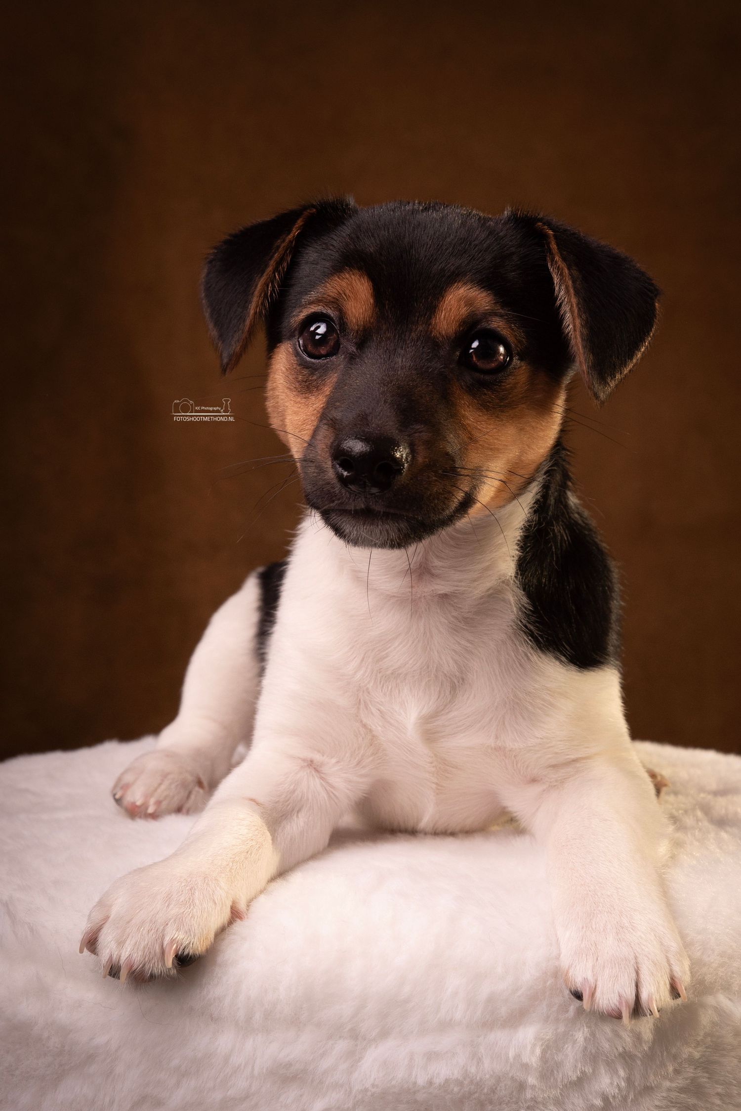 Close-up van een vrolijke Jack Russel Pup in de studio in Achterhoek