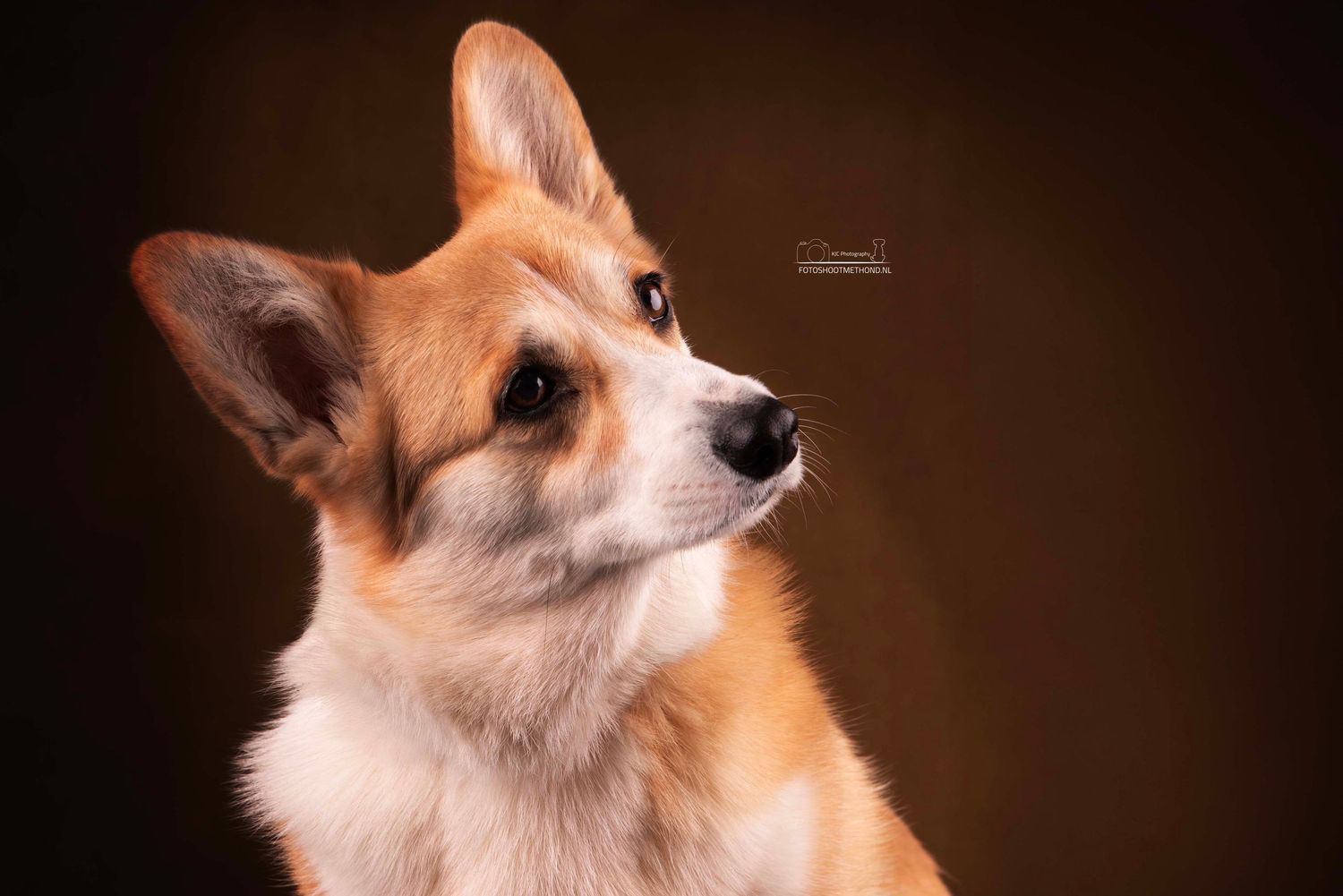 Fine art studioportret van een hond met warme, gouden belichting