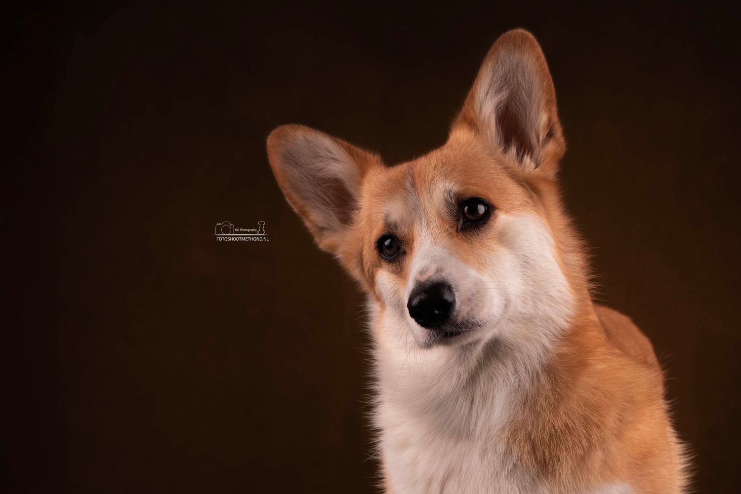 Fine art portret met focus op de blik van de hond