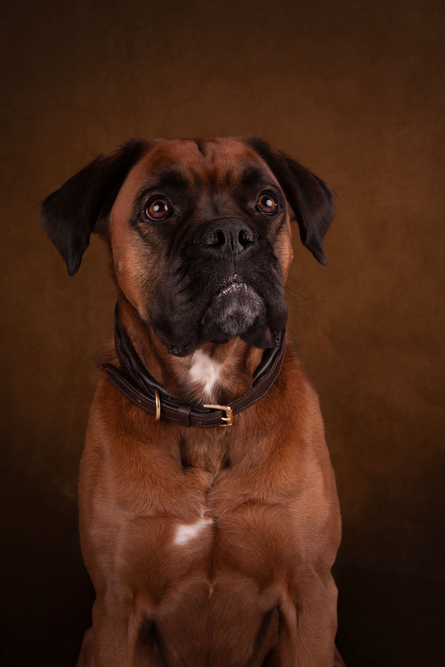 Statig portret van een Boxer tegen een leren achtergrond