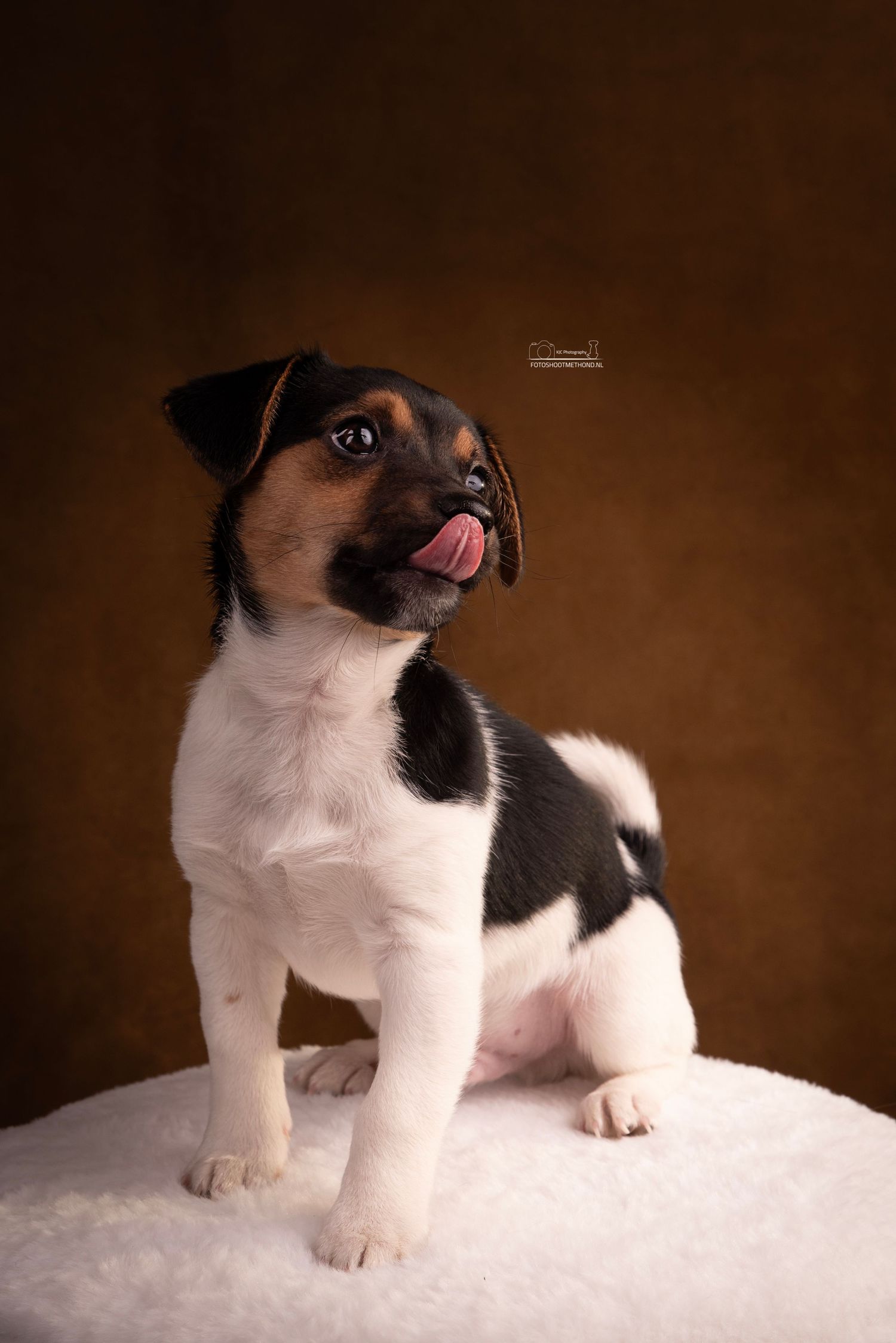Vertederend puppyportret van een Jack Russel tegen een bruine leren achtergrond, gemaakt in de studio in de Achterhoek