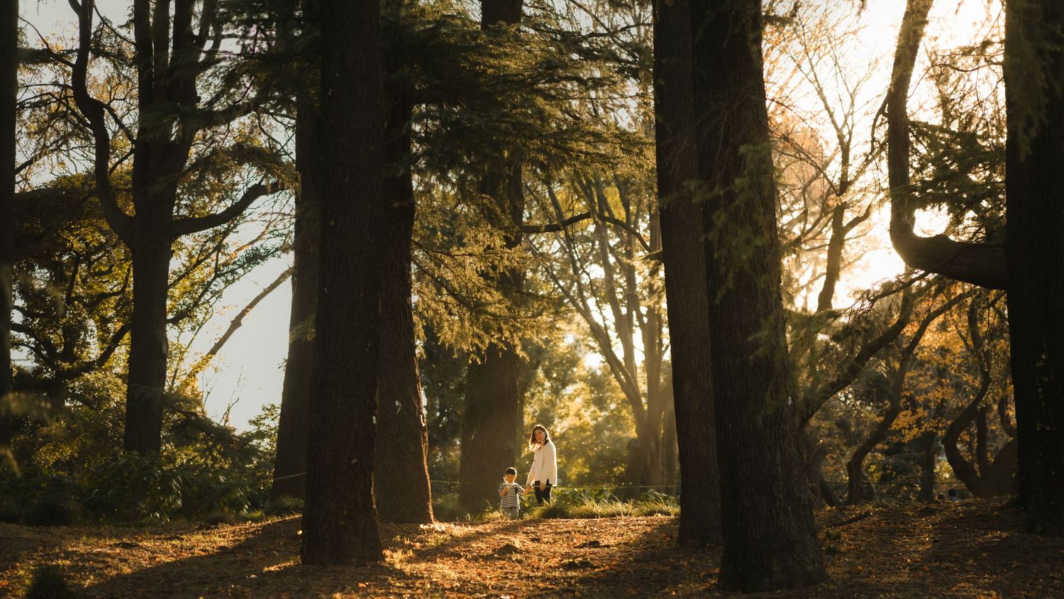 Sunlight streaming through tall trees creating dramatic shadows in a misty forest.
