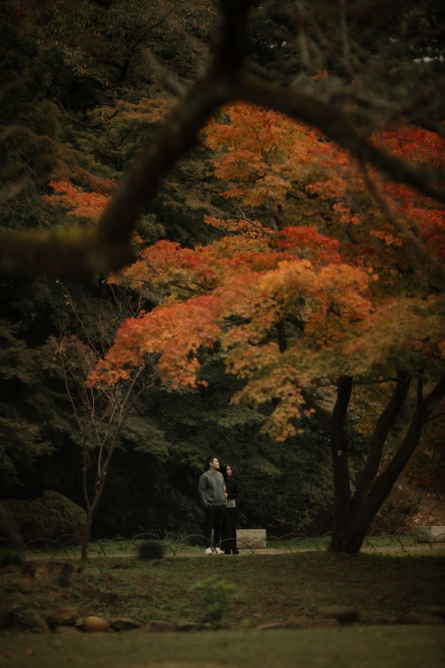 A solitary figure stands beneath brilliant orange autumn foliage in a peaceful garden setting.