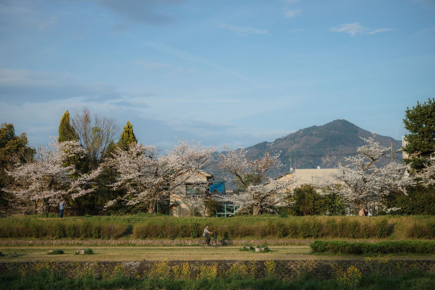 Cherry blossom trees in full bloom with mountains and blue sky in the rural Japanese landscape.