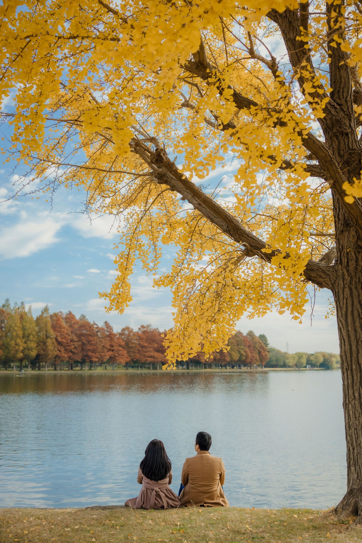 Two people sit by a lake under a golden ginkgo tree during autumn.