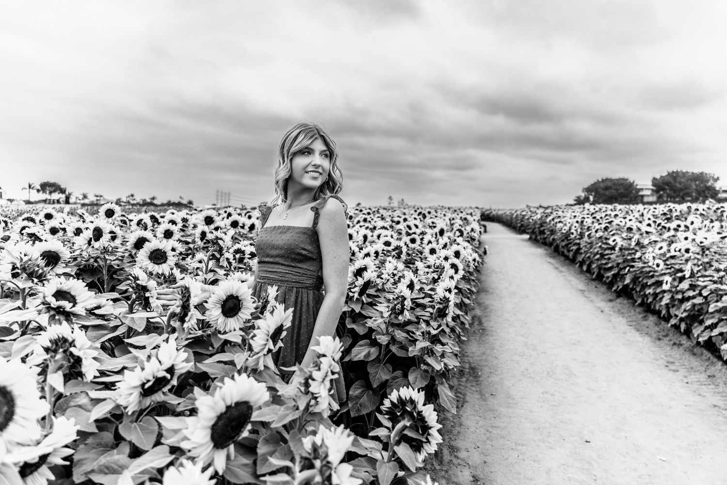 Model Sunflower Fields