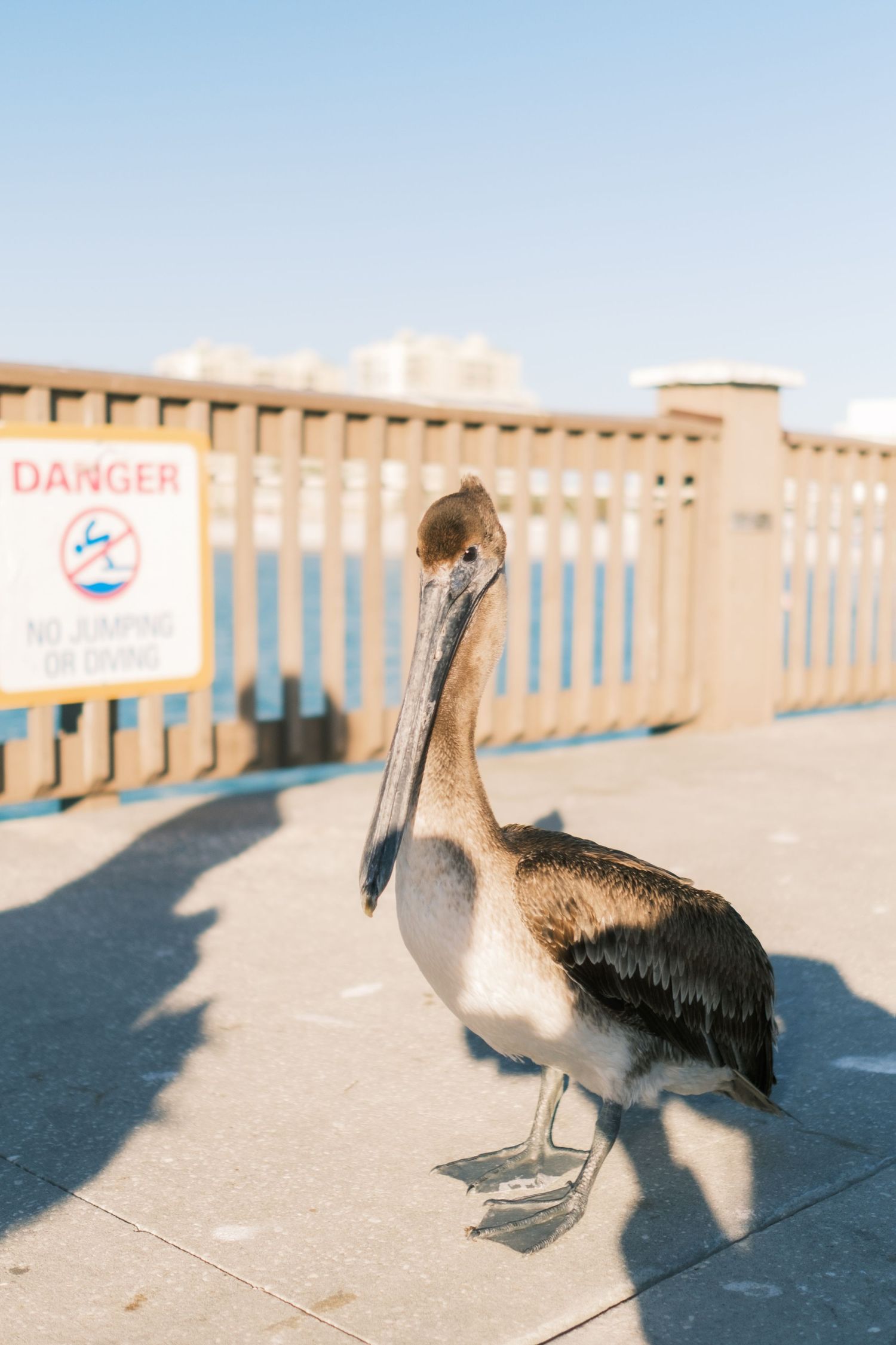 A brown pelican standing on a sunny pier boardwalk near a Danger No Jumping or Diving sign.