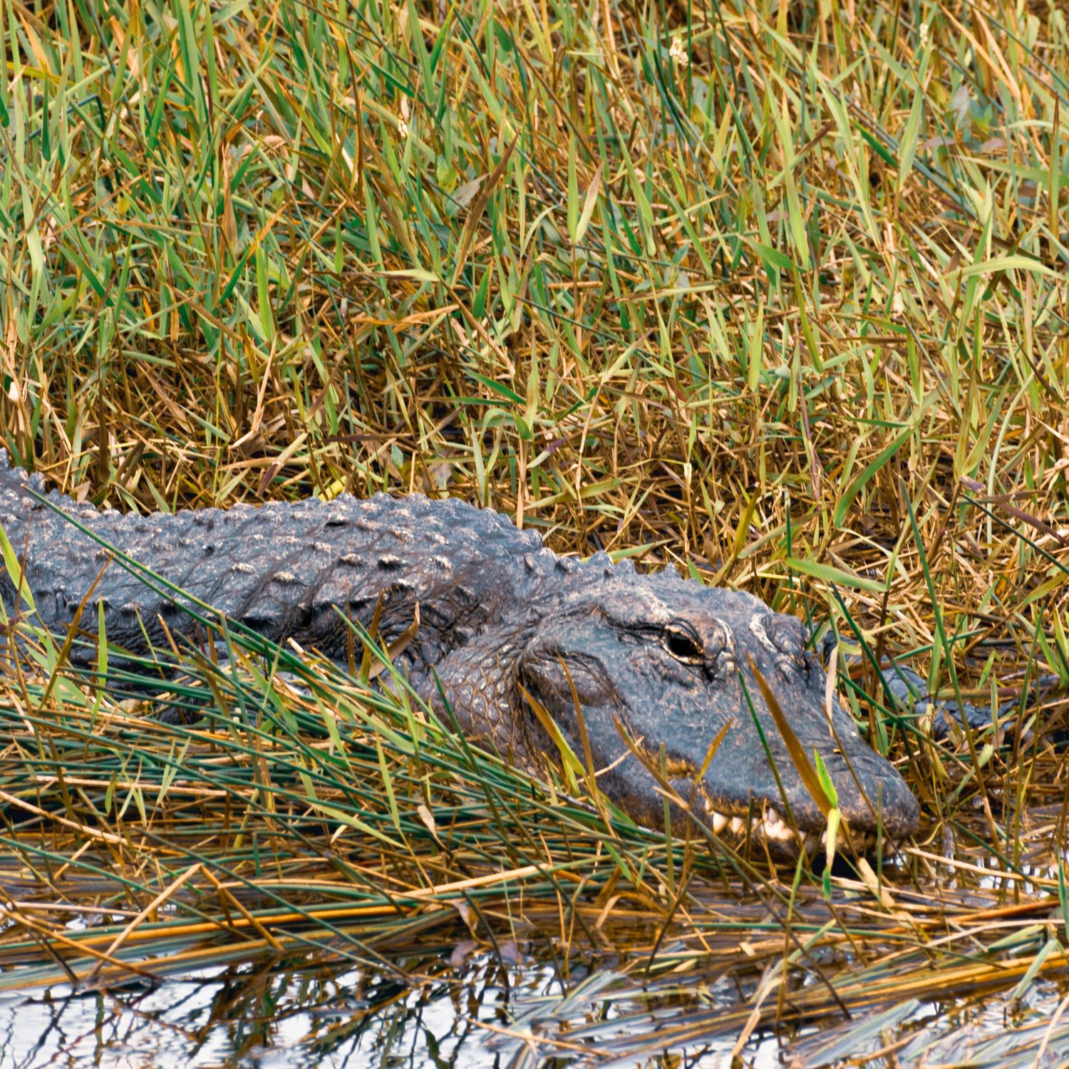 An American alligator partially hidden among tall marsh grasses at the water's edge in a natural wetland habitat.