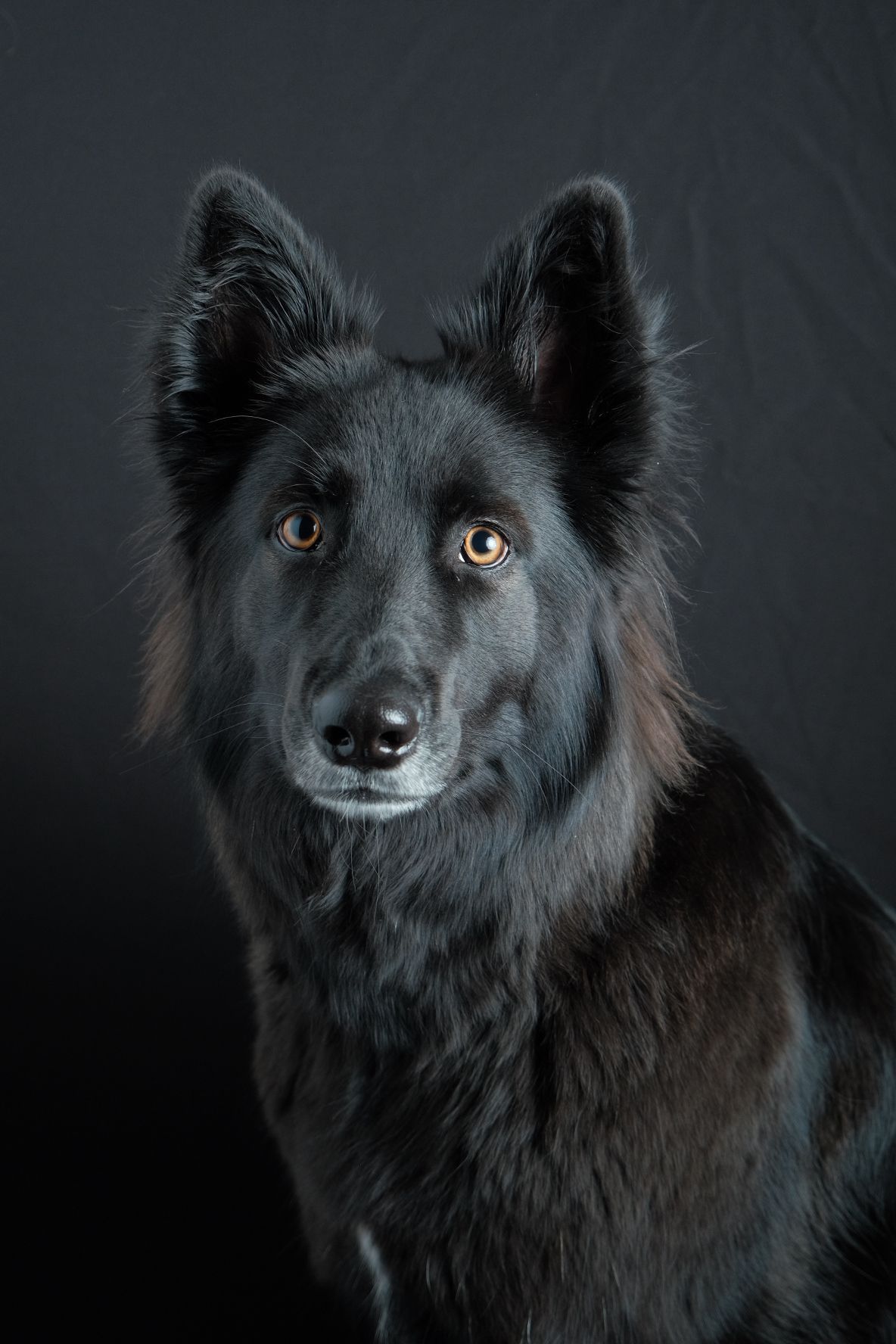 Black German Shepherd dog portrait with amber eyes against dark background.
