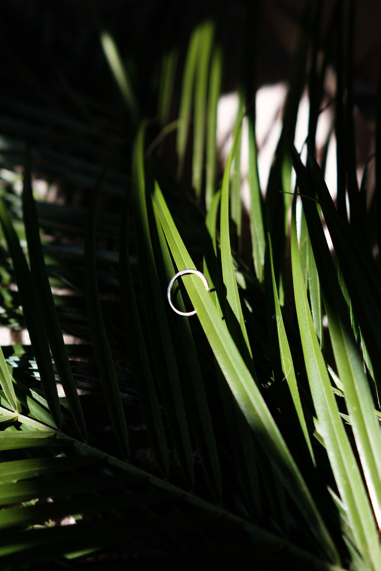 Wedding ring rests on green palm fronds in dramatic lighting.