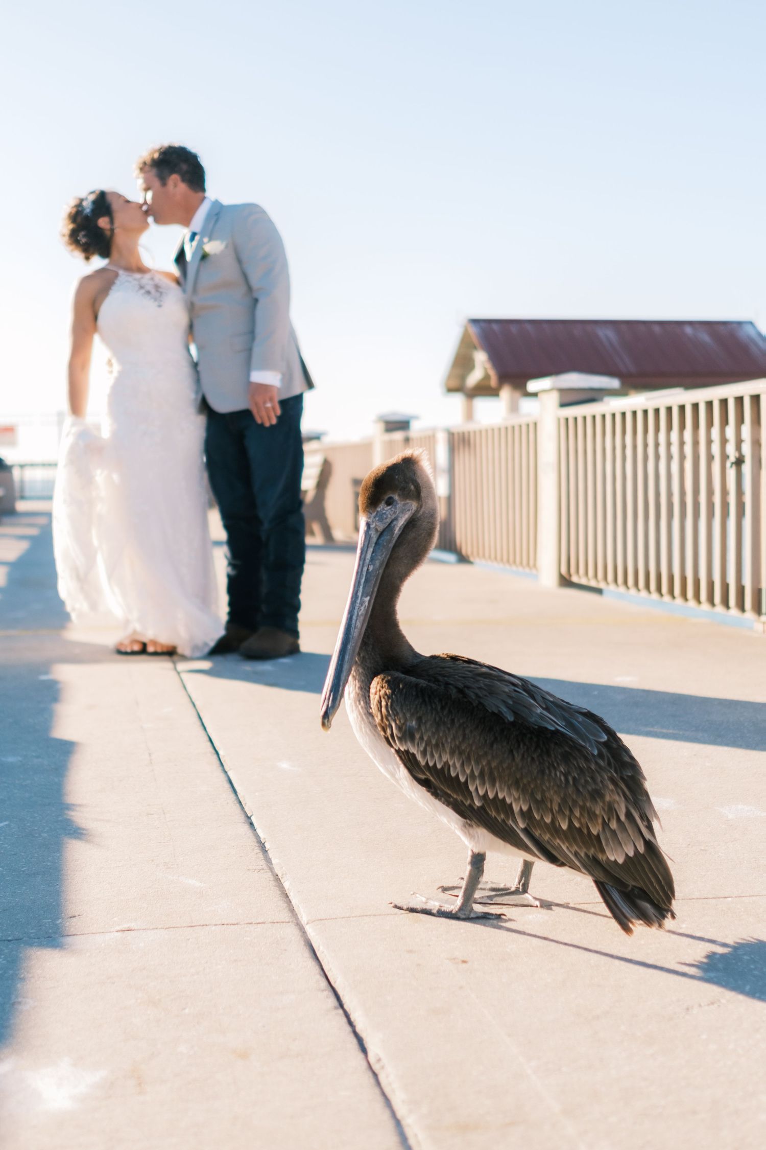 A pelican stands in foreground as bride and groom share a kiss on a waterfront pier.