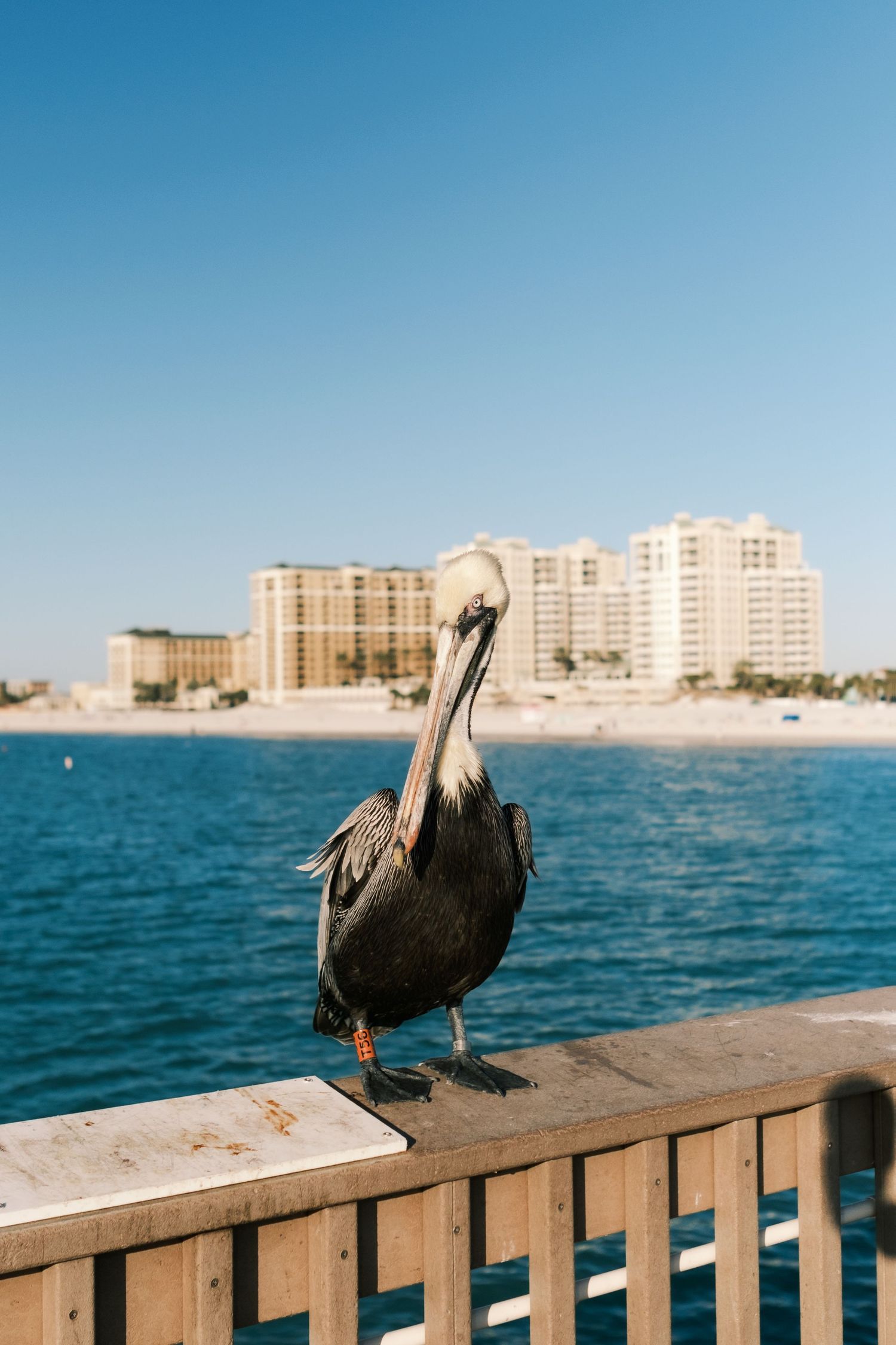 A brown pelican perches on a wooden pier railing with blue ocean water and resort buildings in the background.