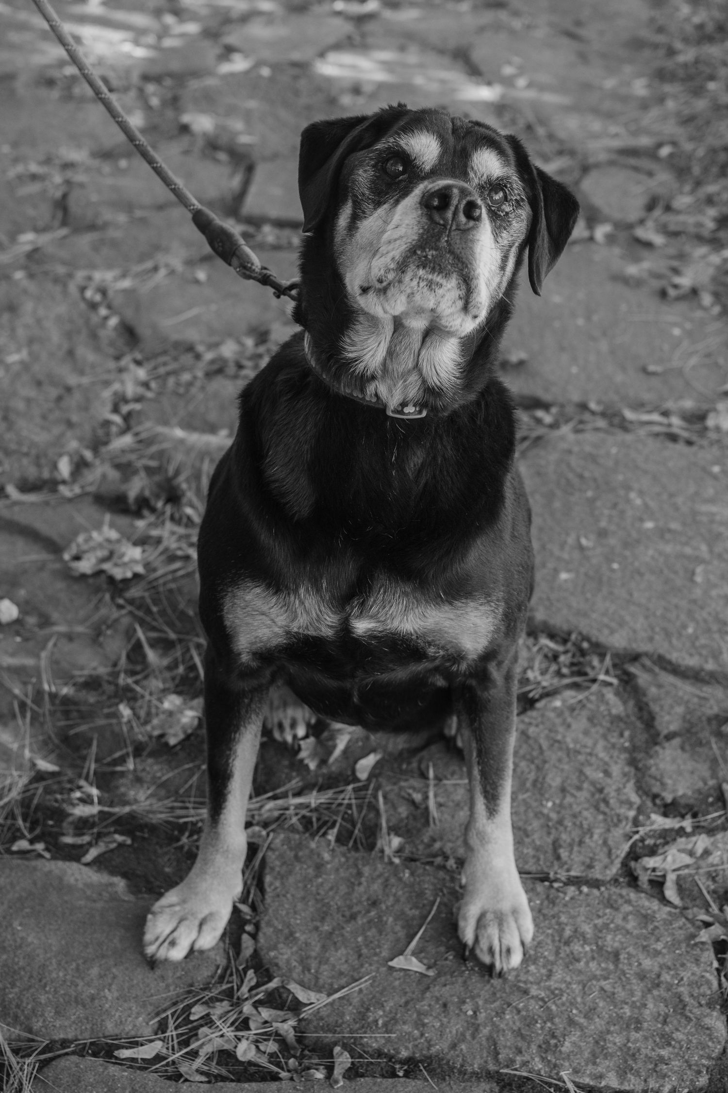 Black and white photo of a dog on a leash sitting on a stone path, looking up attentively.