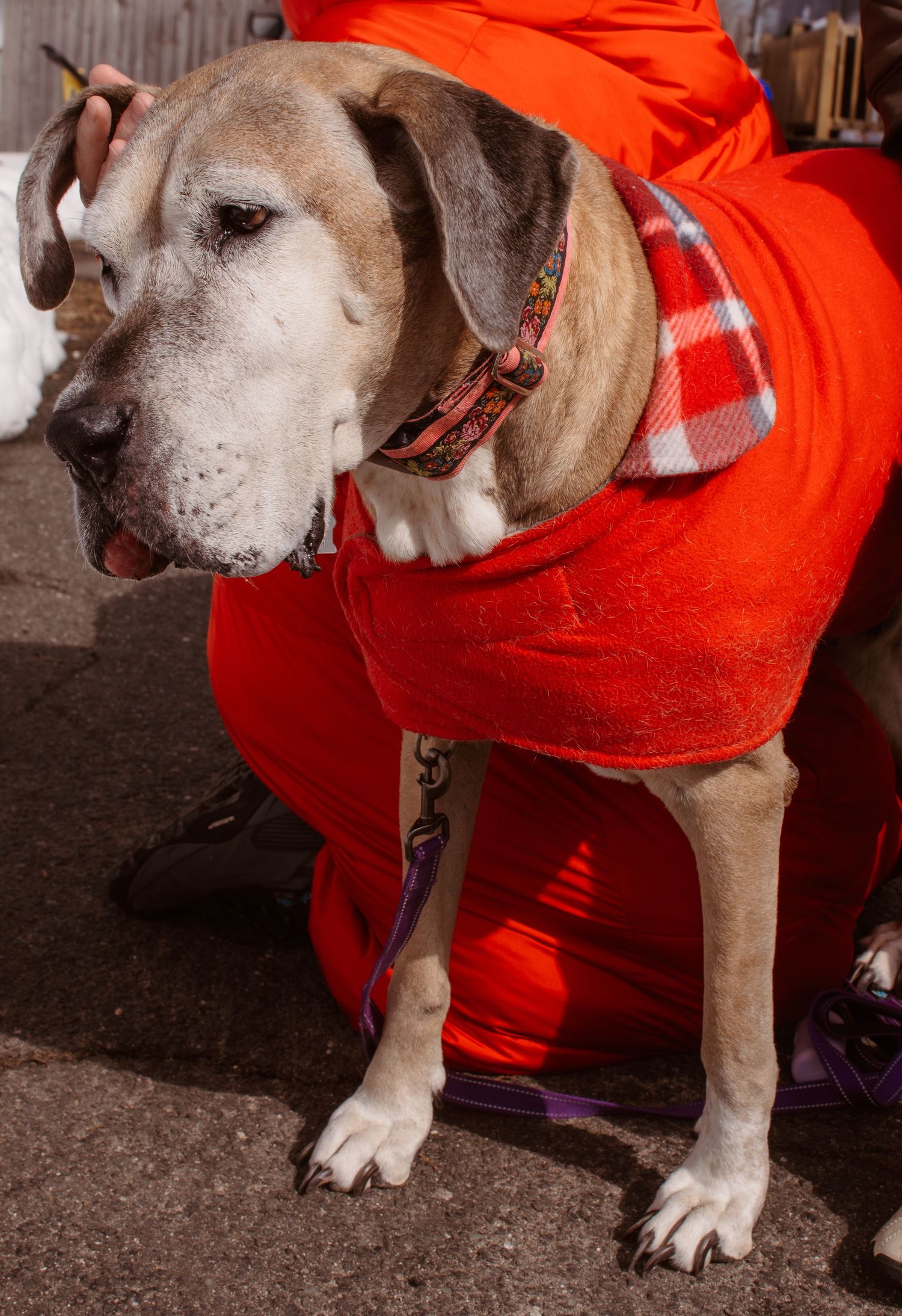 Senior dog wearing a red fleece coat and plaid collar stands on pavement beside a person in orange pants.
