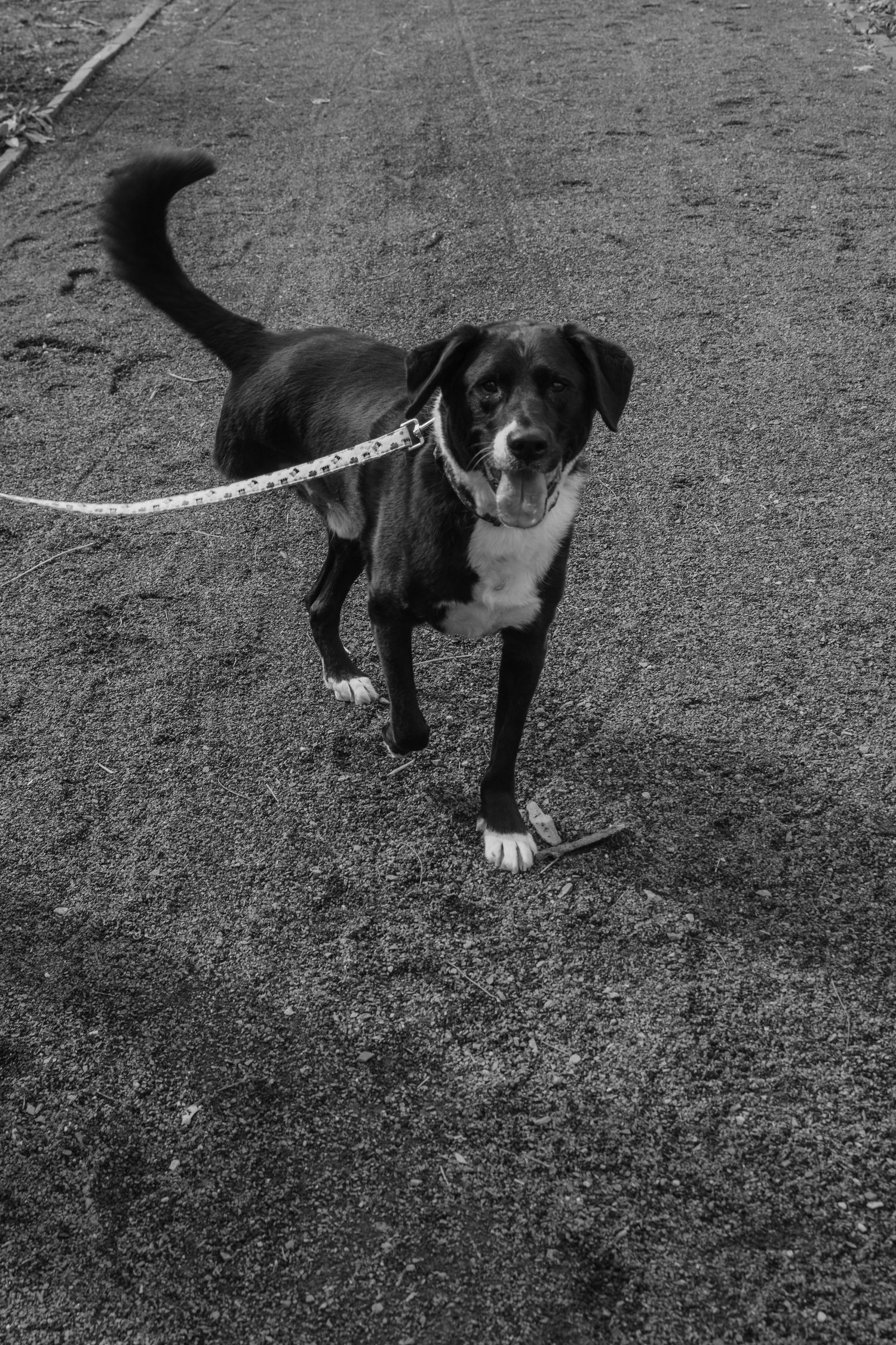 Black and white photo of a leashed mixed-breed dog standing on gravel, looking at camera with tail raised.