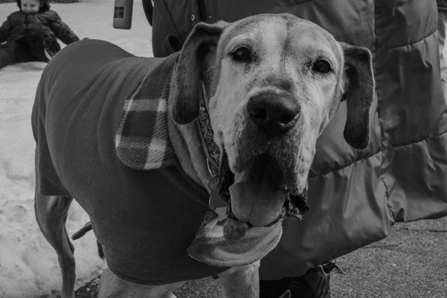 Large dog wearing a plaid winter coat outdoors in the snow, black and white photo.