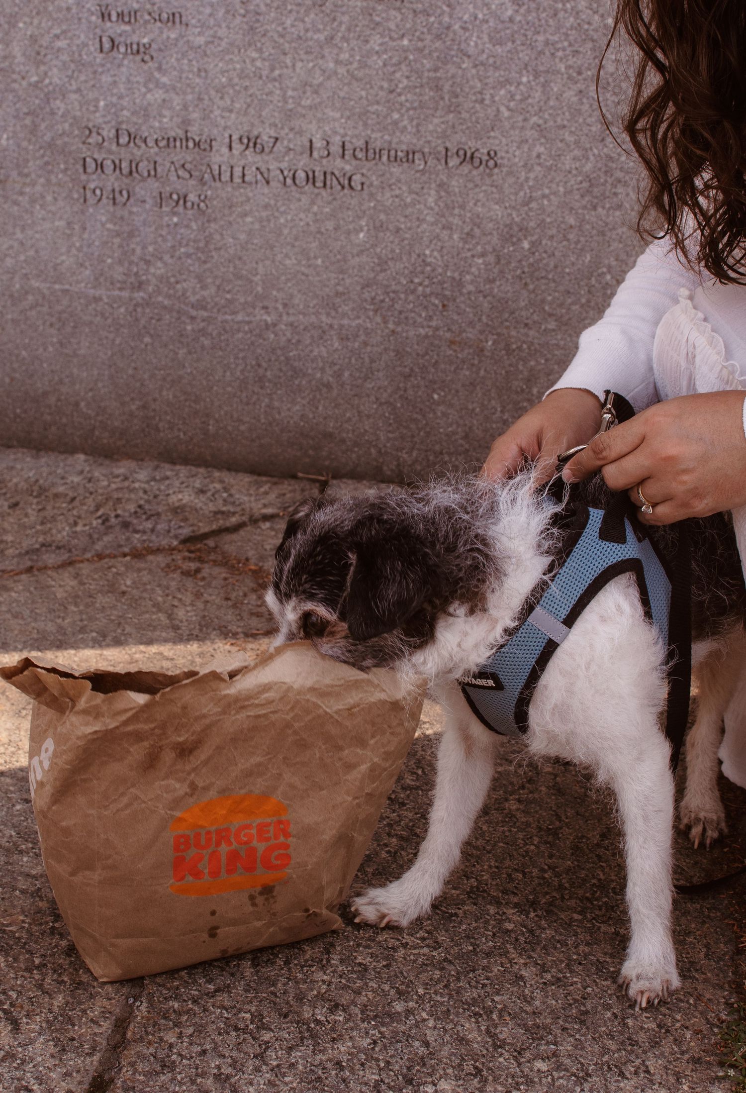 A small dog in a blue harness sniffs a Burger King paper bag held by a person near a memorial stone.