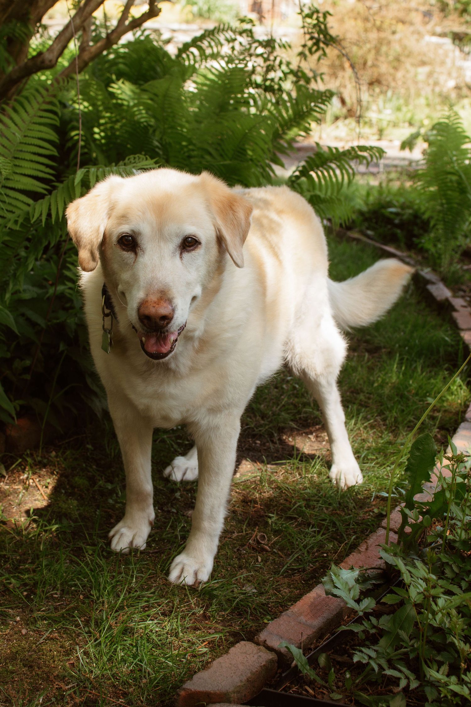 A white cat explores a garden path among green ferns and foliage in four sequential photos.
