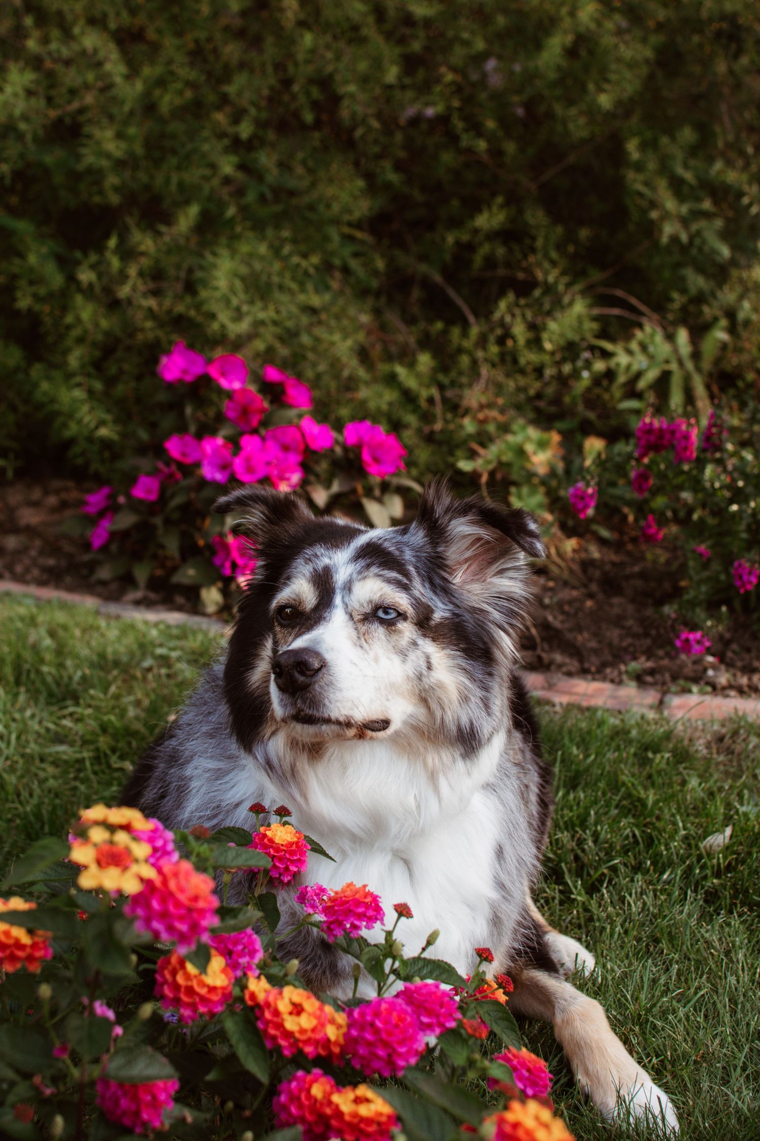 Australian Shepherd dog resting in a garden surrounded by vibrant pink and orange flowers with lush green foliage.