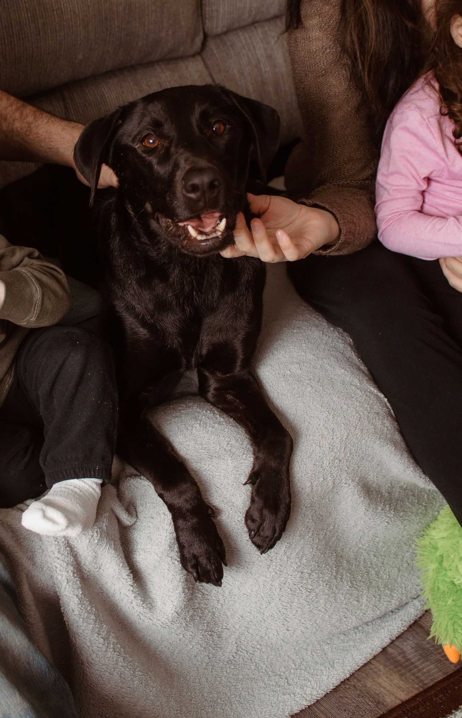 A chocolate Labrador retriever relaxes on a gray blanket on a couch, being petted by two people nearby.
