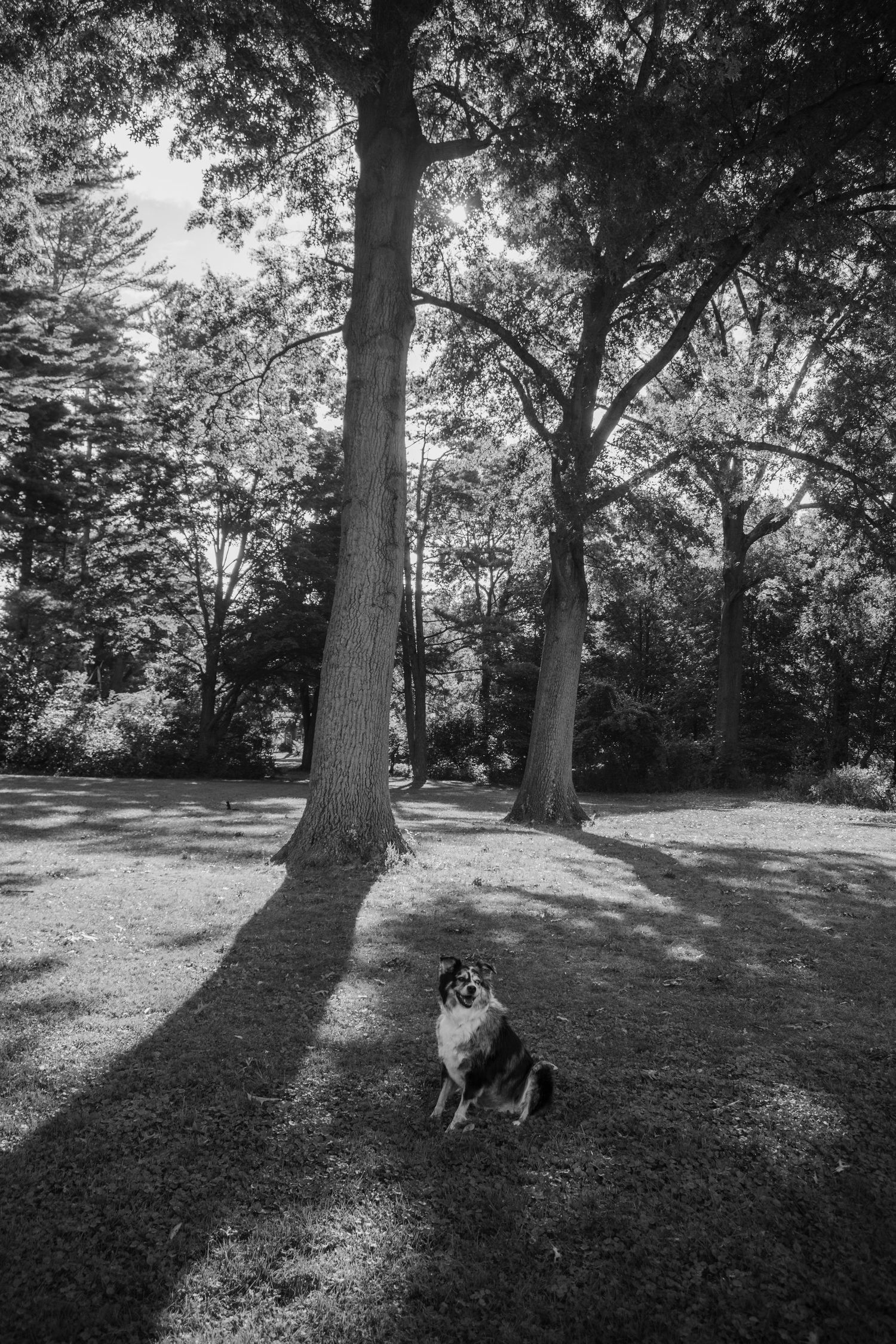 Black and white photo of a dog sitting on grass beneath tall trees in a park, with dappled sunlight filtering through the canopy.
