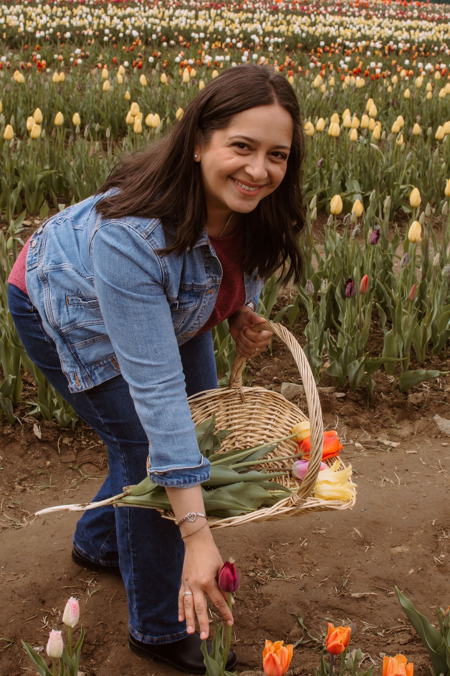 Woman smiling while picking colorful tulips into a wicker basket in a flower field.