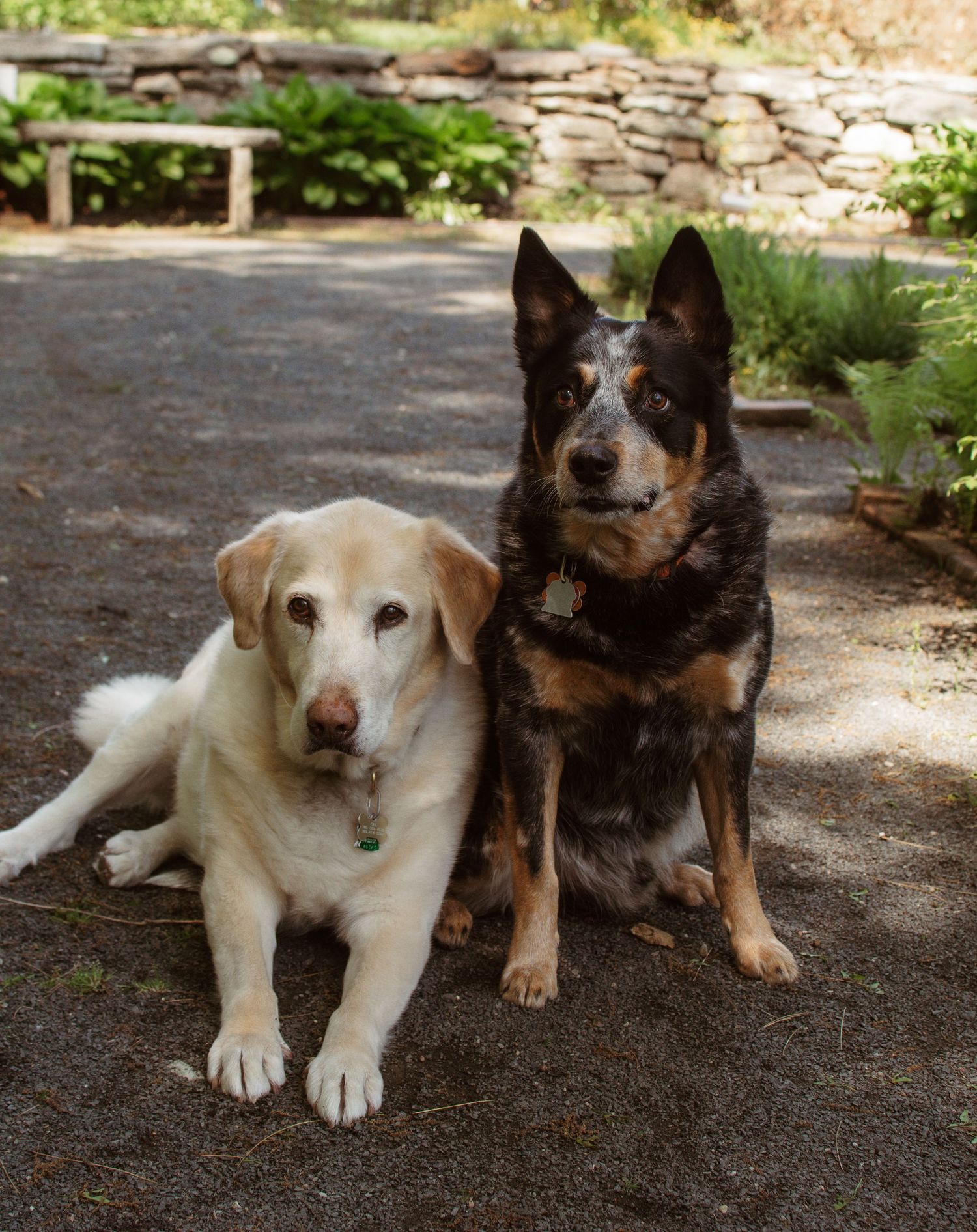 A yellow Labrador and a blue heeler dog sitting together on a gravel path in a lush garden setting.