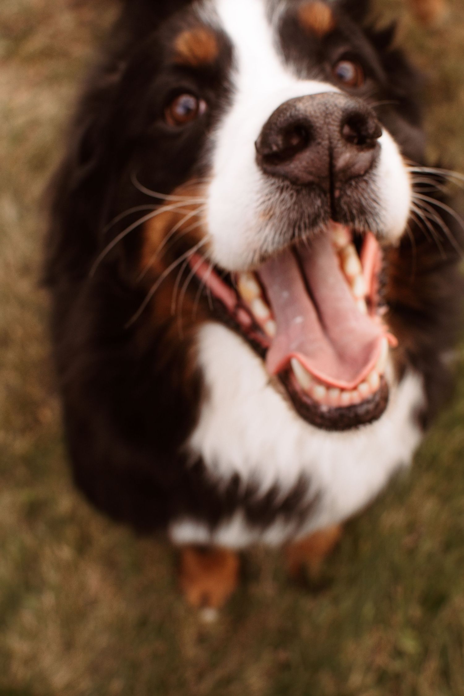 Massachusetts photography services for families, weddings portraits, headshots and pets photography traveling all over new england