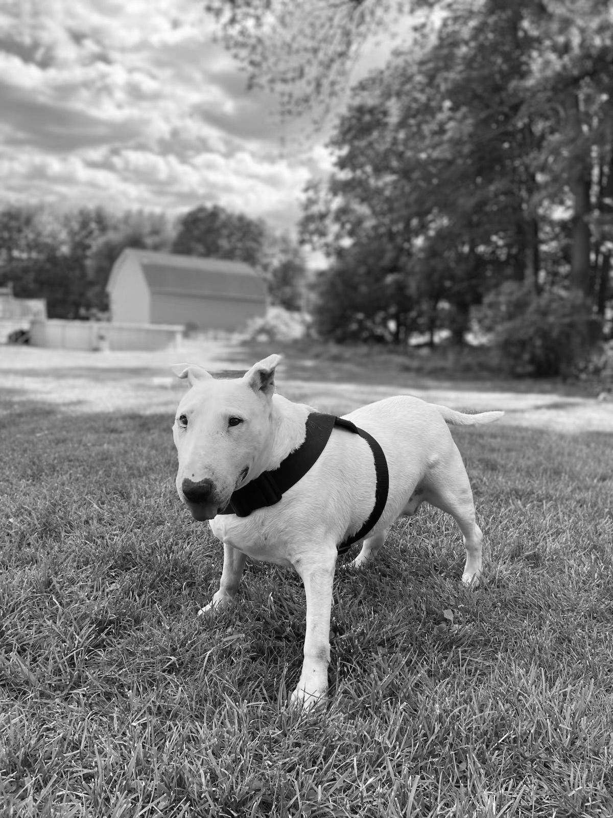 Black and white photo of a white Bull Terrier dog wearing a harness standing on grass with a barn in the background.
