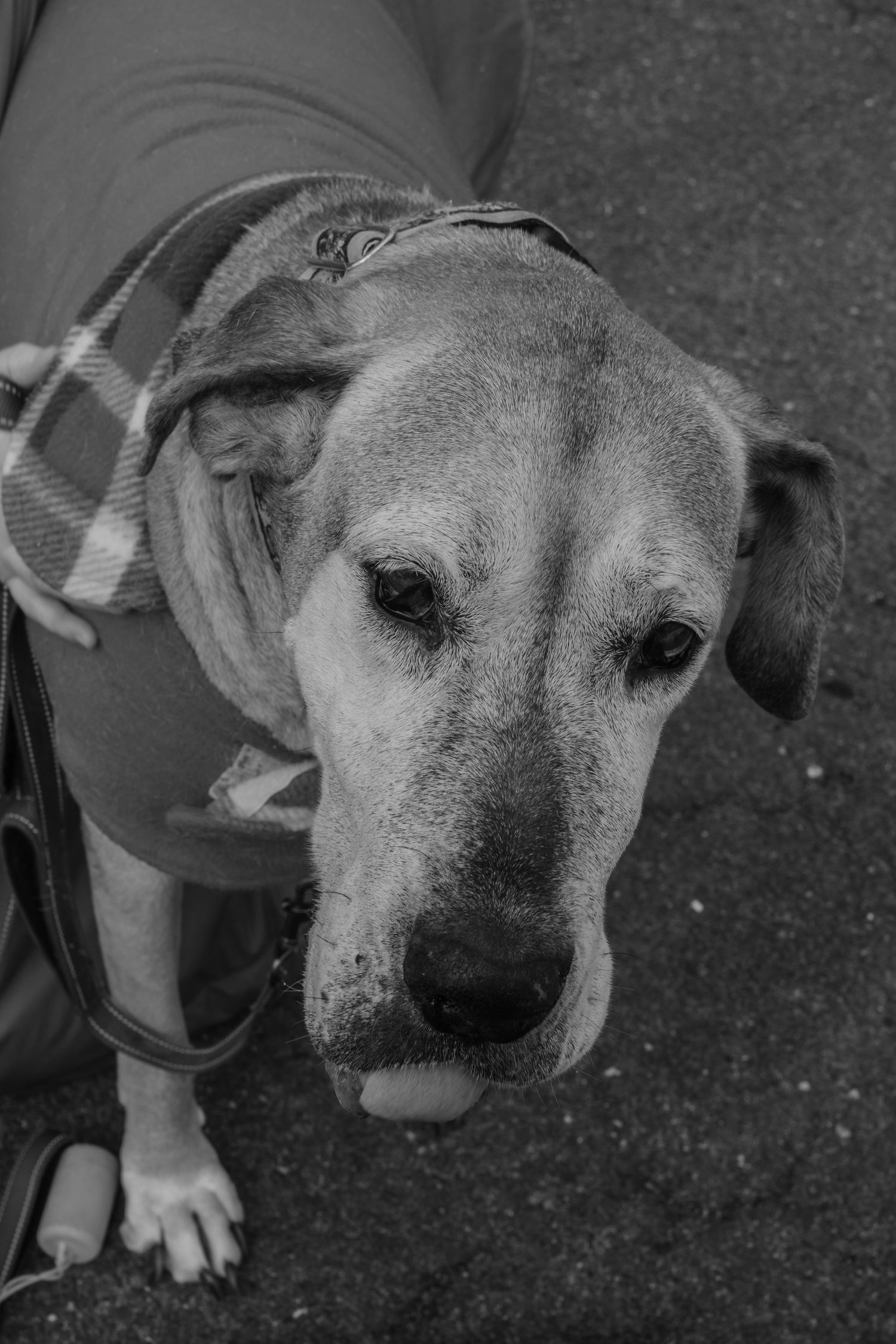 Black and white photo of an elderly dog wearing a plaid coat and harness, looking up with soulful eyes.