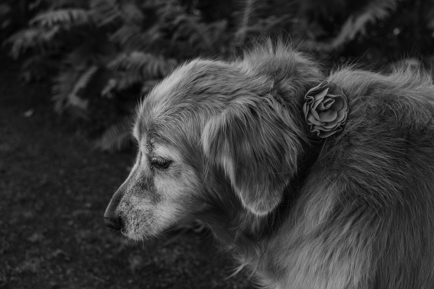 Black and white portrait of a golden retriever with a rose tucked behind its ear, gazing thoughtfully to the side.