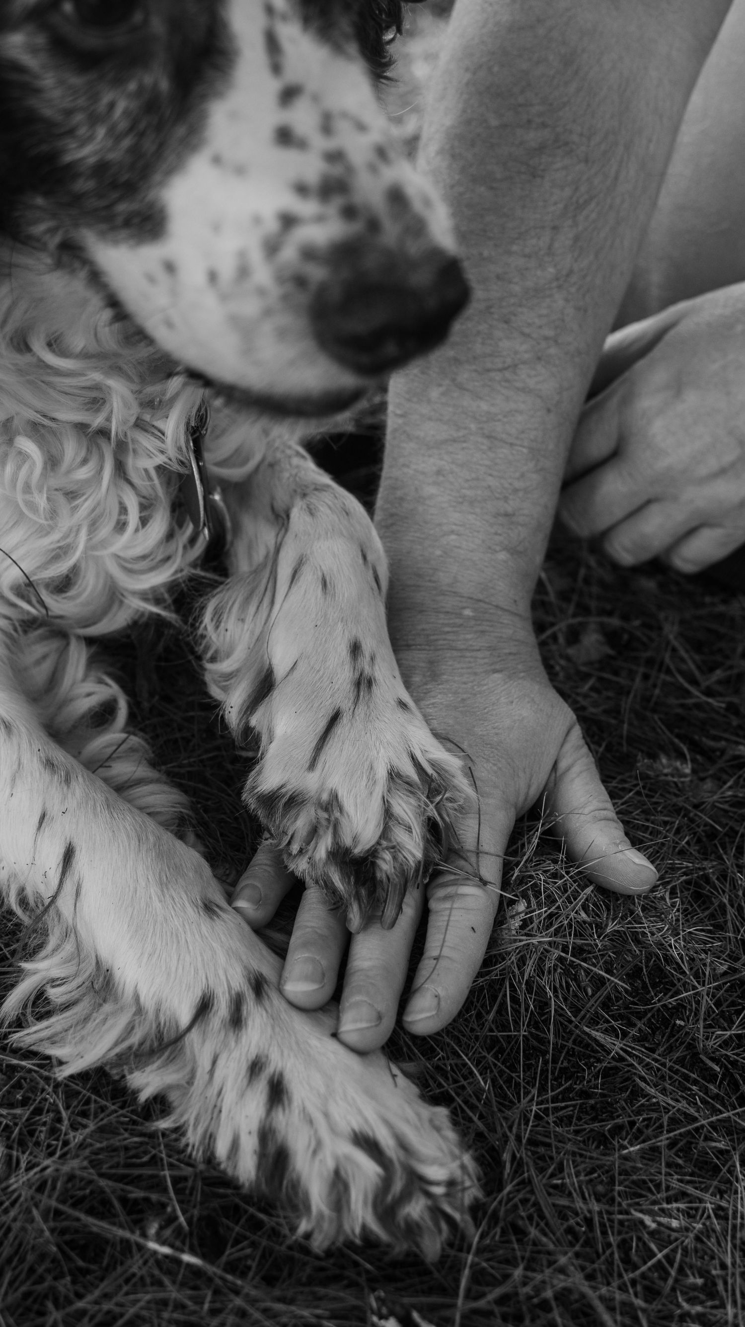 Black and white photo of a dog resting its paw on a person's hand outdoors on grass.