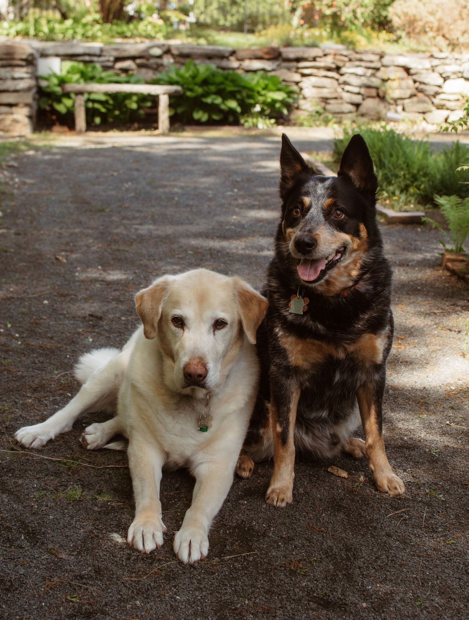 Two dogs, one light-colored and one dark, sit together on a dirt path bordered by stone walls in a garden setting.